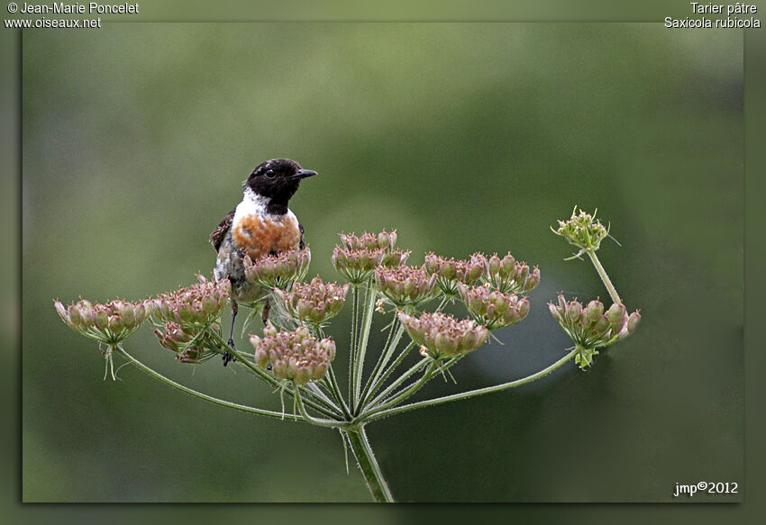 European Stonechat