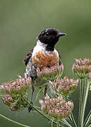 European Stonechat