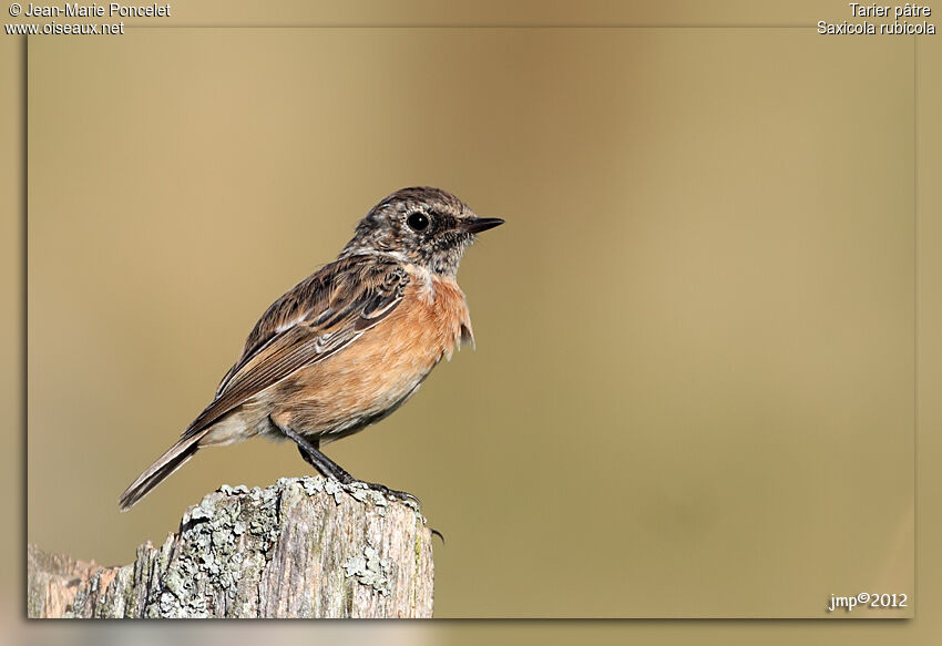 European Stonechat