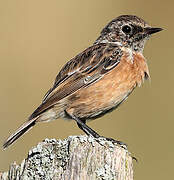 European Stonechat