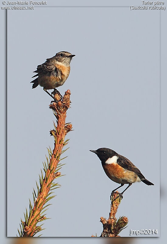 European Stonechat