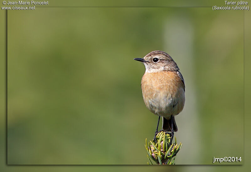 European Stonechat female