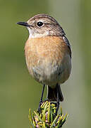 European Stonechat