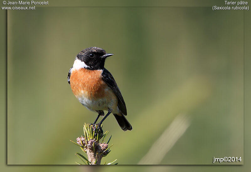 European Stonechat male