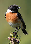 European Stonechat