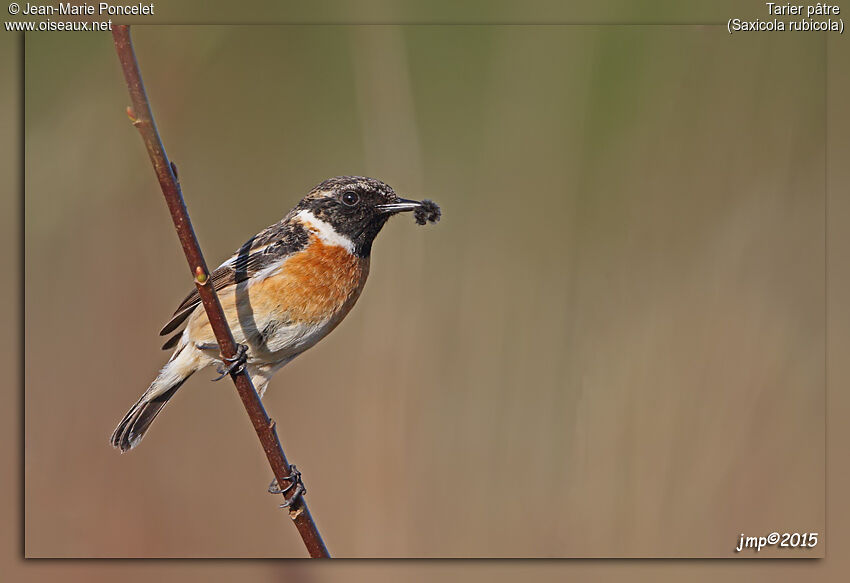 European Stonechat