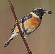 European Stonechat