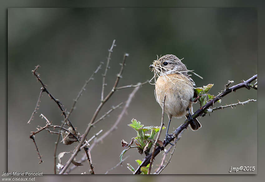 European Stonechat female adult, Reproduction-nesting