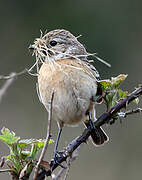 European Stonechat