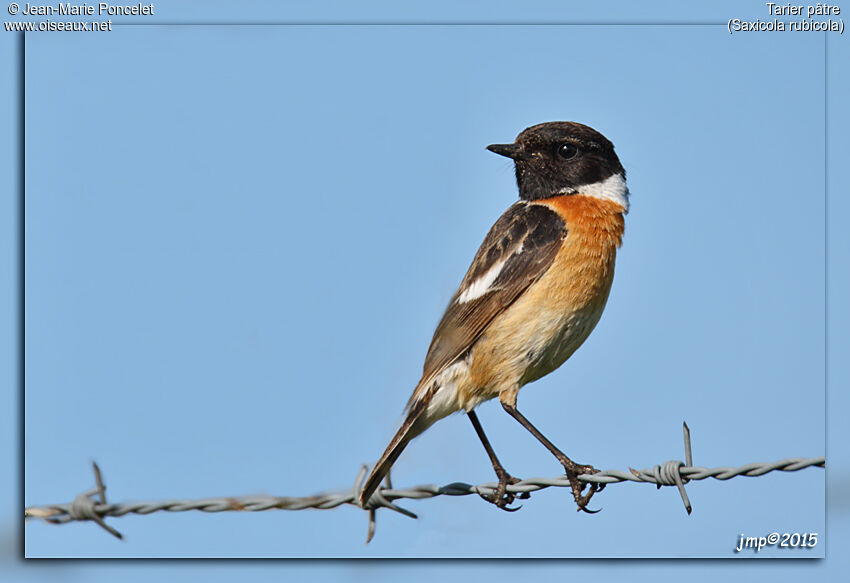 European Stonechat male