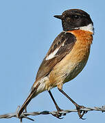 European Stonechat