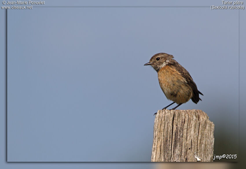 European Stonechat