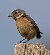 European Stonechat