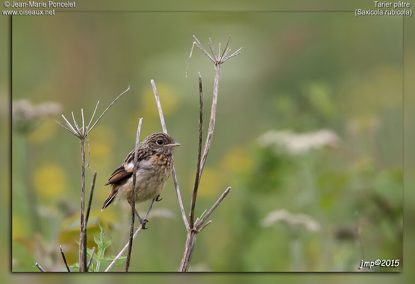 European Stonechat