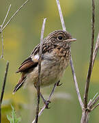 European Stonechat