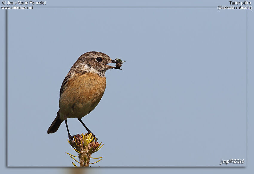 European Stonechat female