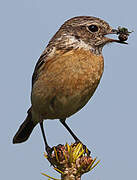 European Stonechat