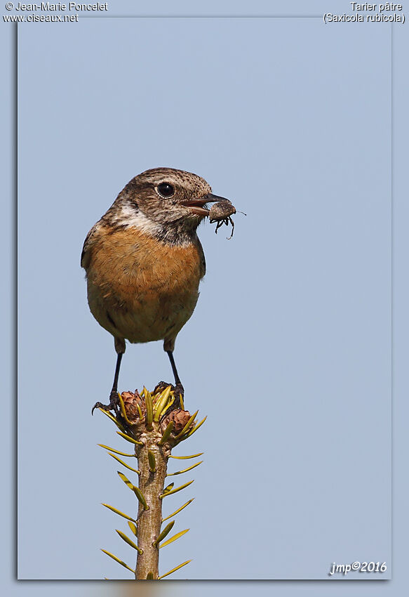 European Stonechat female