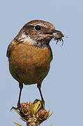 European Stonechat