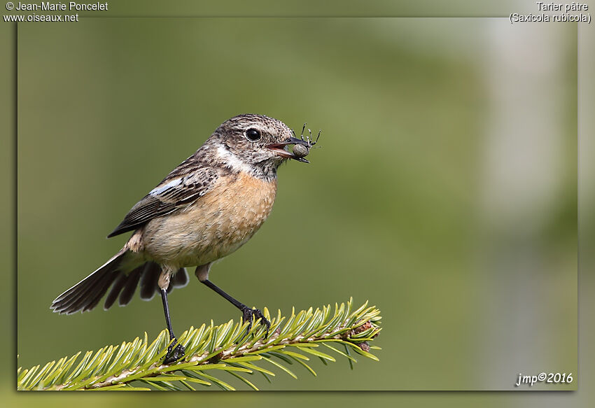 European Stonechat female