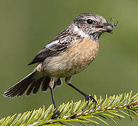 European Stonechat