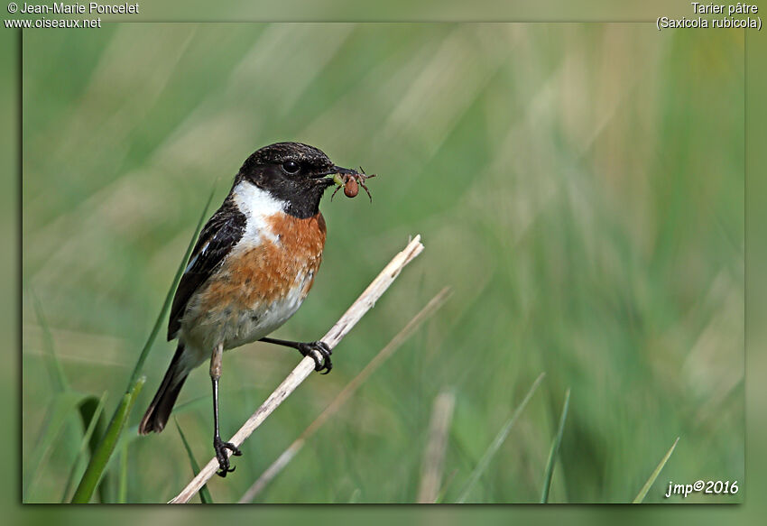 European Stonechat male