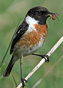 European Stonechat