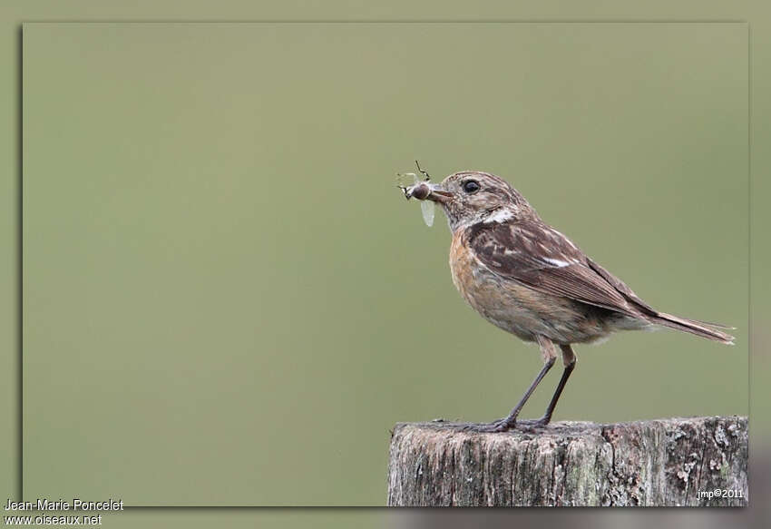 European Stonechat female adult, feeding habits, fishing/hunting