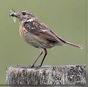 European Stonechat