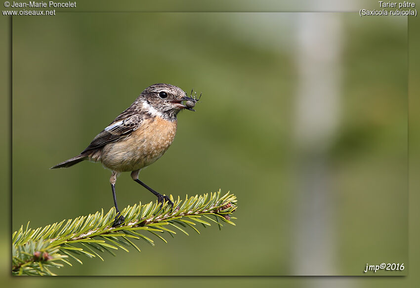 European Stonechat female