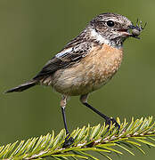 European Stonechat