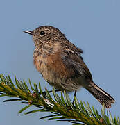 European Stonechat