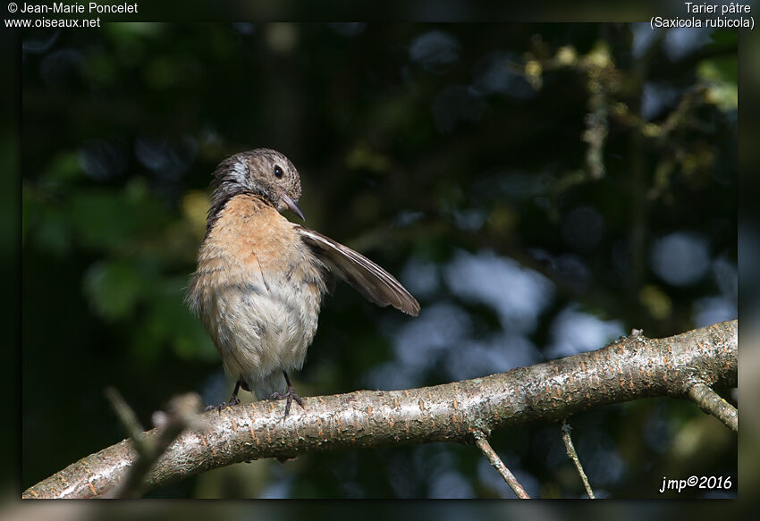 European Stonechat