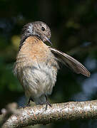 European Stonechat