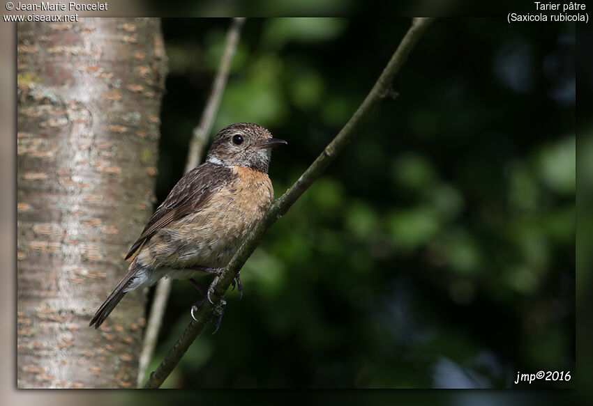 European Stonechat
