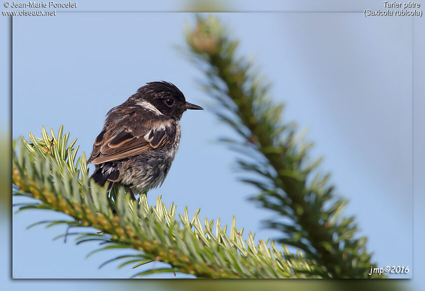 European Stonechat