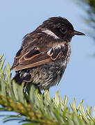 European Stonechat