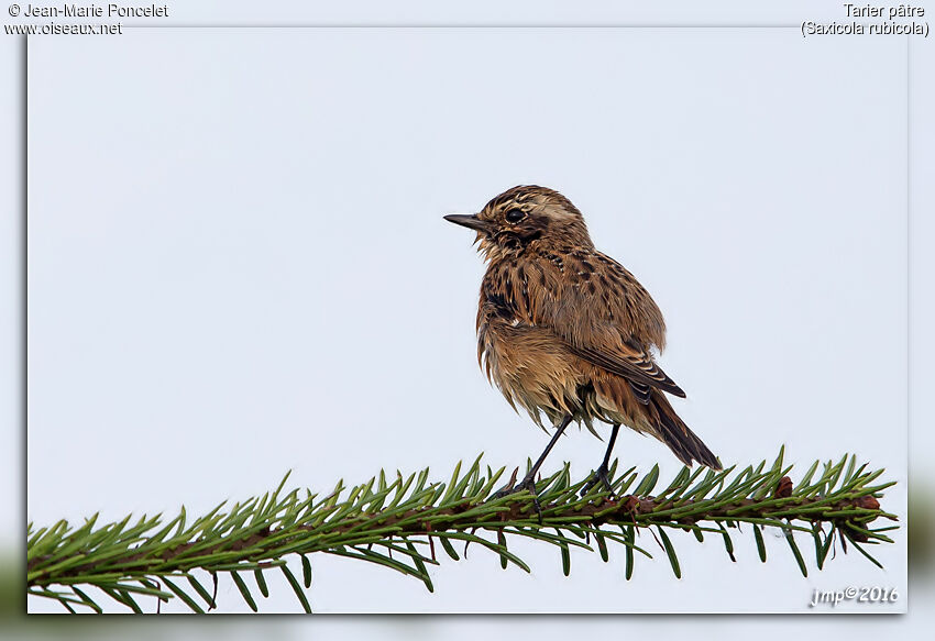 European Stonechat