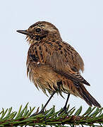 European Stonechat