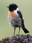 European Stonechat