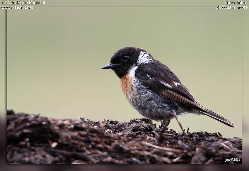 European Stonechat male adult