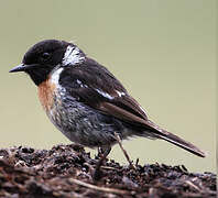 European Stonechat