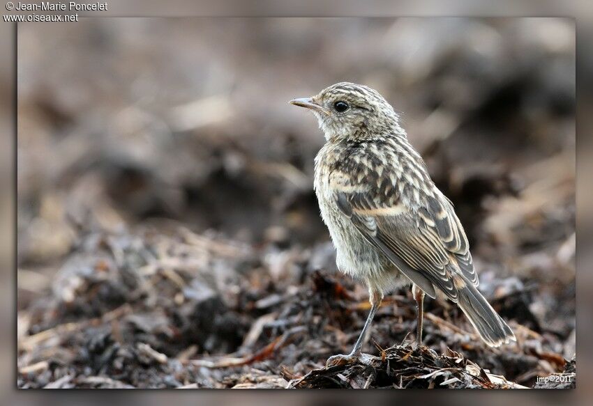 European Stonechat