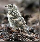 European Stonechat