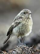 European Stonechat