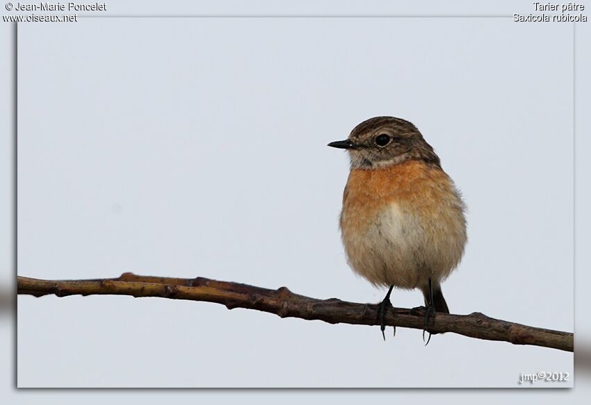 European Stonechat female