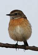 European Stonechat