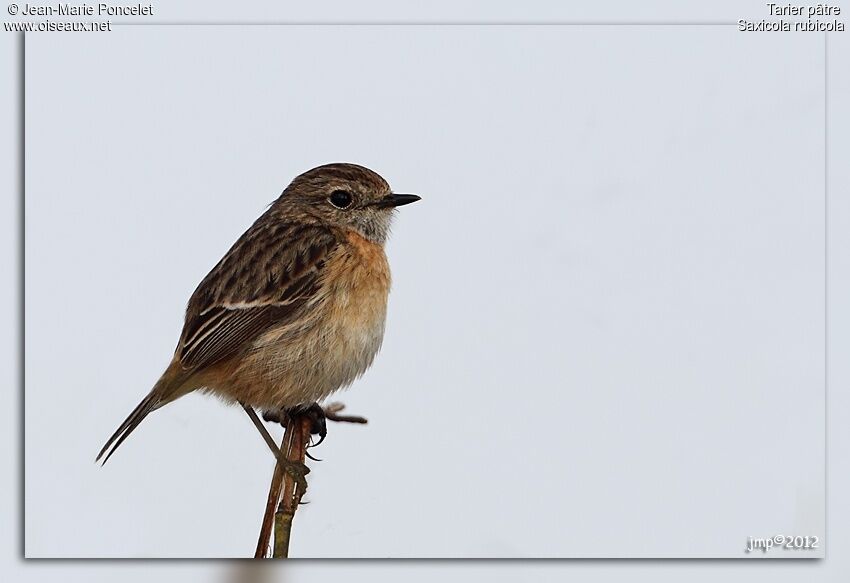 European Stonechat female