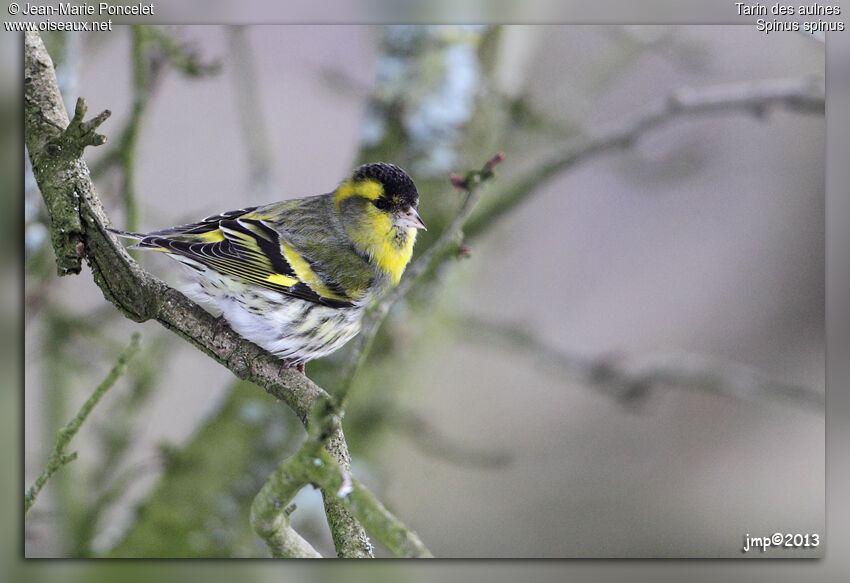 Eurasian Siskin male