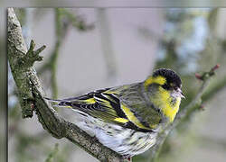 Eurasian Siskin